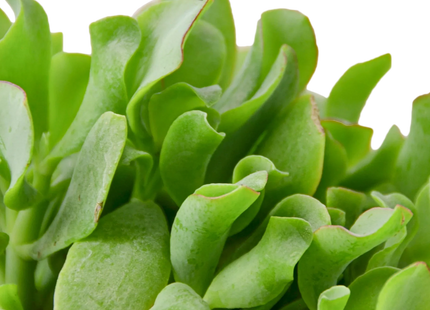 Ripple Jade Succulent