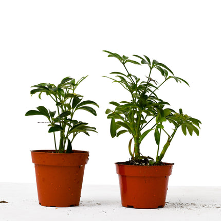 2 Different Schefflera Plants Variety Pack - 4" Pot