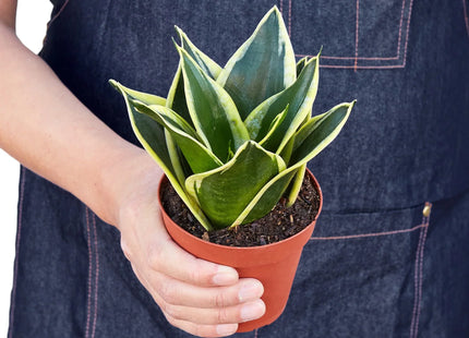 Snake Plant Black Gold