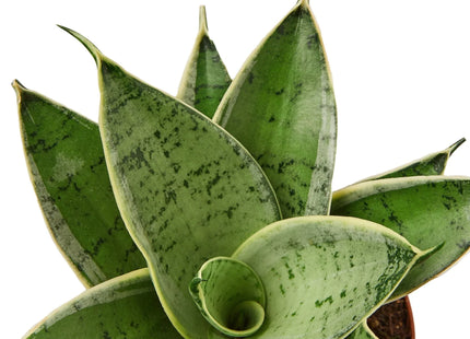 Snake Plant Starlight