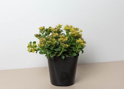 Sedum Little Miss Sunshine