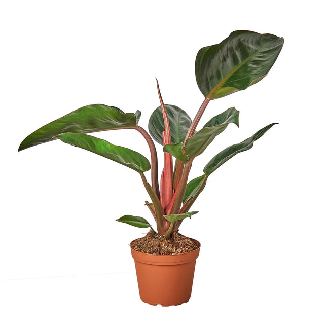 Philodendron 'Congo Rojo' | Live Plant for Indoor & Outdoor | House Plant Decor