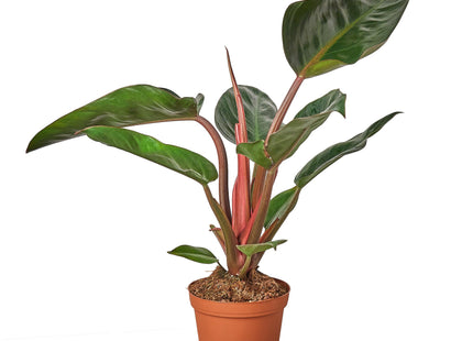 Philodendron 'Congo Rojo'