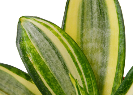 Snake Plant Gold Hahnii