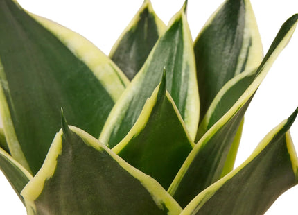 Snake Plant Black Gold