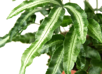 Pteris Cretica 'Albo Fern'