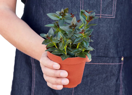 Nematanthus Black Goldfish Plant
