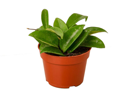 Hoya Carnosa
