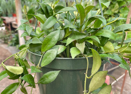 Hoya 'Lacunosa'