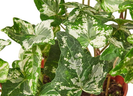 English Ivy 'Kolibre'