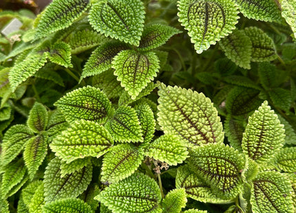 Pilea 'Moon Valley'