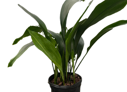 Aspidistra 'Cast Iron'