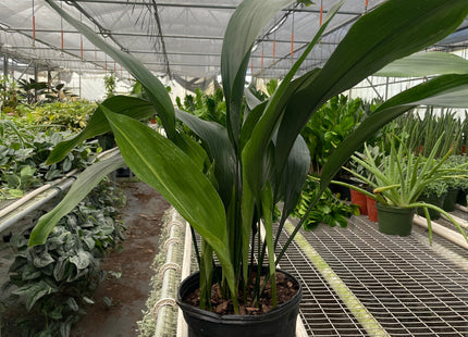 Aspidistra 'Cast Iron'