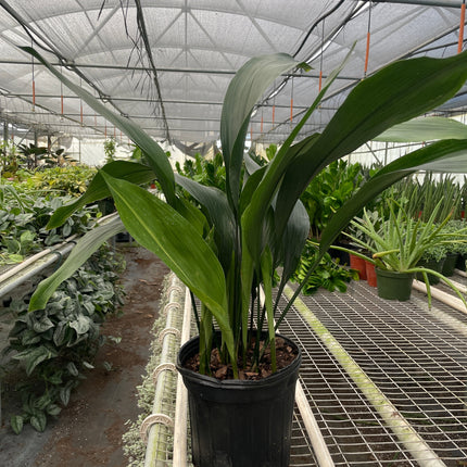 Aspidistra 'Cast Iron'