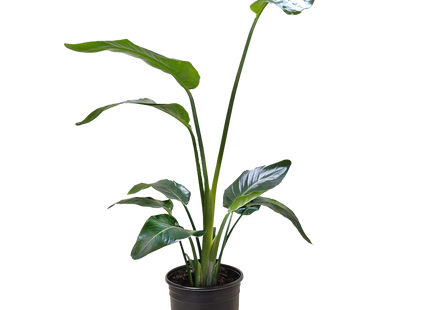 White Bird of Paradise 'Strelitzia Nicolai'