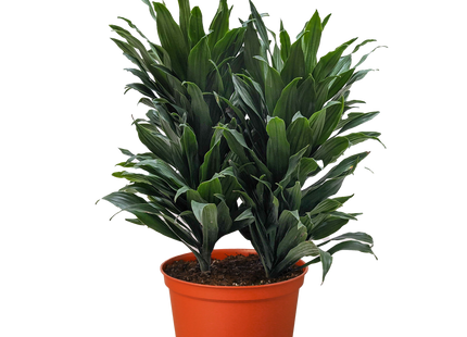 Dracaena 'Janet Craig'
