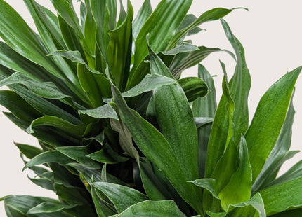 Dracaena 'Janet Craig'