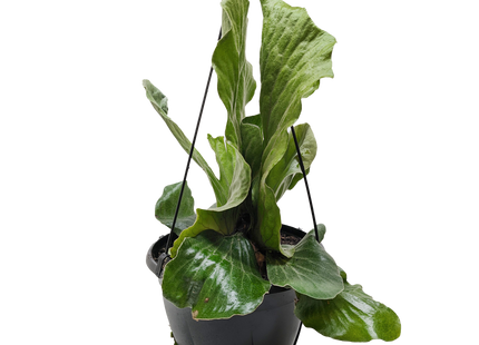 Fern 'Elephant'