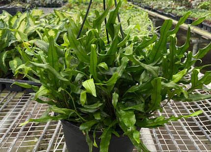 Fern 'Kangaroo Paw'