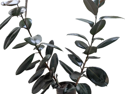 Ficus Elastica 'Burgundy'