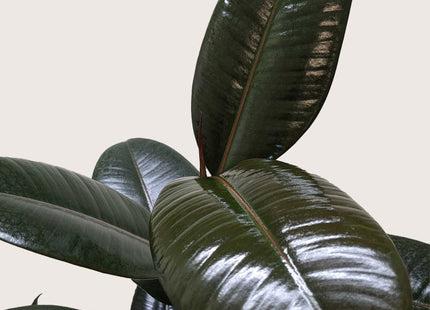 Ficus Elastica 'Burgundy'