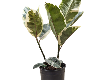 Ficus Elastica 'Tineke'