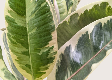 Ficus Elastica 'Tineke'