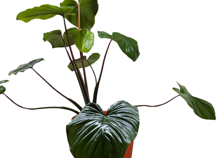 Homalomena 'Emerald Gem'