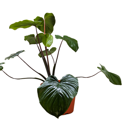 Homalomena 'Emerald Gem'