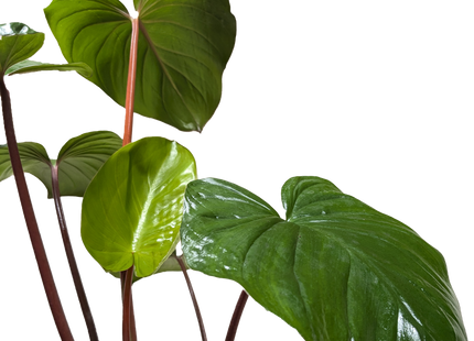 Homalomena 'Emerald Gem'