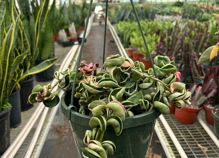 Hoya 'Rope Plant' Variegated