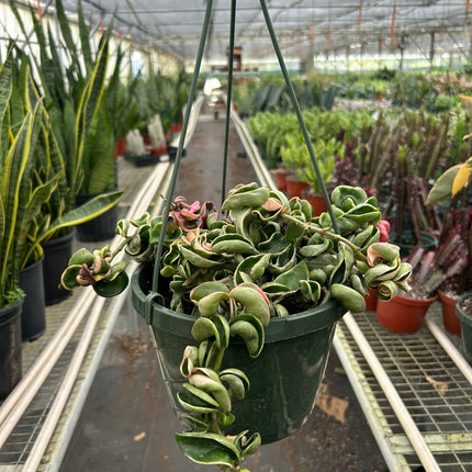 Hoya 'Rope Plant' Variegated