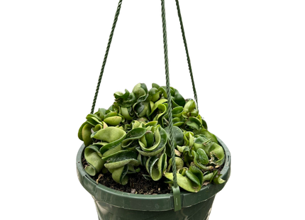 Hoya Rope Plant