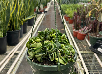 Hoya Rope Plant