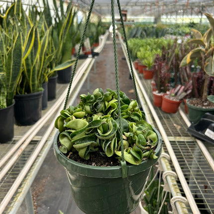 Hoya Rope Plant