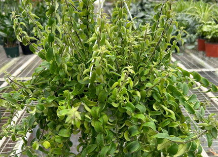 Curly Lipstick Plant