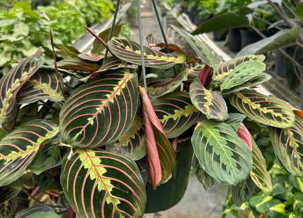 Maranta Red Prayer