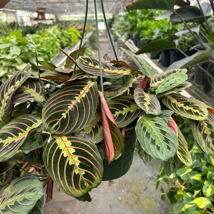 Maranta Red Prayer