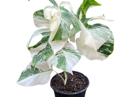 Monstera 'Albo Borsigiana Variegated', Exotic & Rare Houseplant