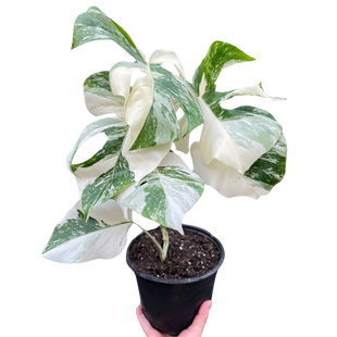 Monstera 'Albo Borsigiana Variegated', Exotic & Rare Houseplant