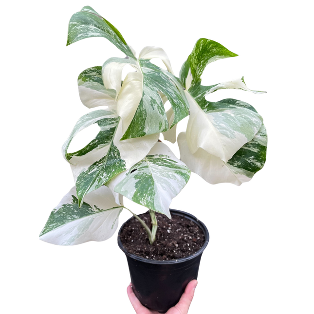 Monstera 'Albo Borsigiana Variegated'