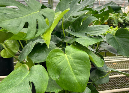 Philodendron Monstera Split-Leaf