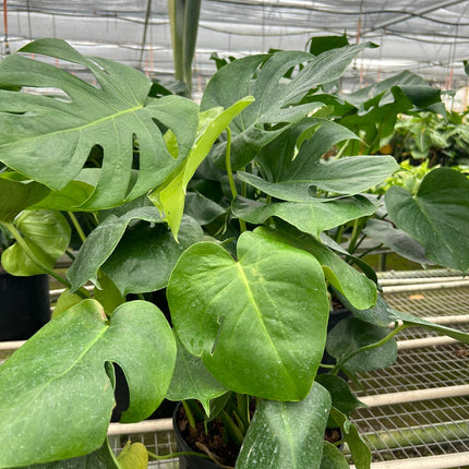 Philodendron Monstera Split-Leaf