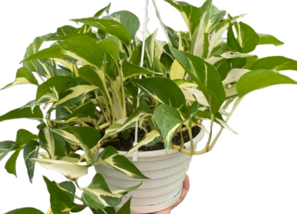 Monstera Mutant Manjula