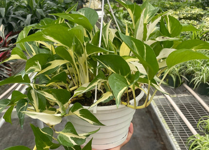 Pothos 'Mutant Manjula'