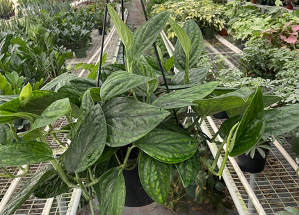 Monstera 'Peru'