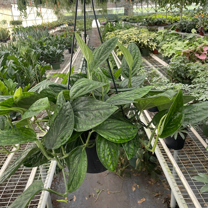 Monstera 'Peru'