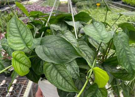 Monstera 'Siltepecana'