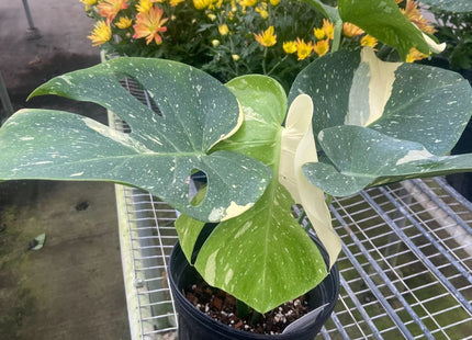 Monstera 'Thai Constellation'