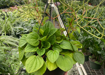 Peperomia 'Rana Verde'